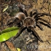 tarantula_la_h_0526_ecu1260.jpg